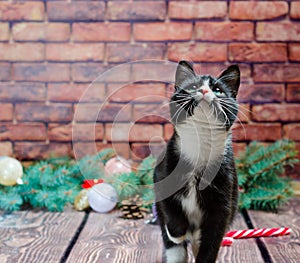 black and white kitten on the background of a brick wall and Christmas decorations