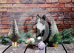 black and white kitten on the background of a brick wall and Christmas decorations