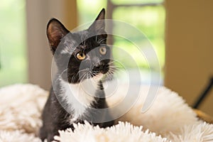 Black and white kitten on blanket