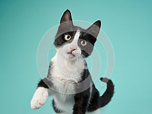 black and white kitten on a blue background. cat in the studio