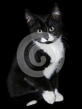 Black and white kitten cat