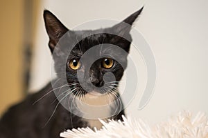 Black and white kitten close up