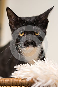 Black and white kitten close up