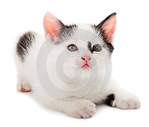 Black white kitten