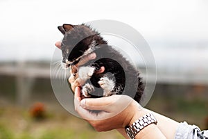 Black-and-white kitten curled up in a lump in female palms photo