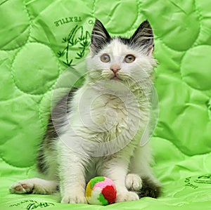 Black and white kitten on a green