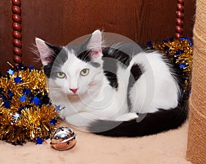 Black and white kitten with green eyes lying