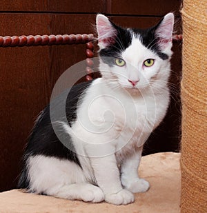 Black and white kitten with green eyes sitting