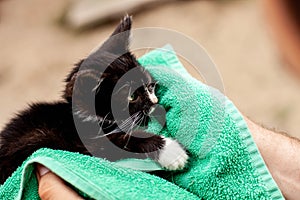 Black and white kitten in a green towel photo