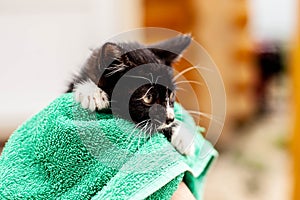 Black and white kitten in a green towel in human hand photo
