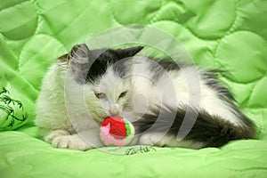 Black and white kitten on a green with toy ball