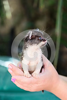 Black and white kitten