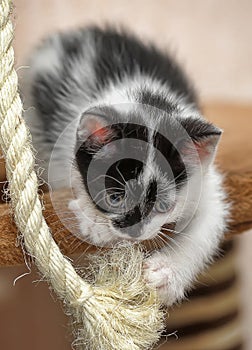 Black and white kitten playing