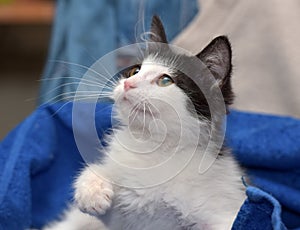 Black and white kitten playing