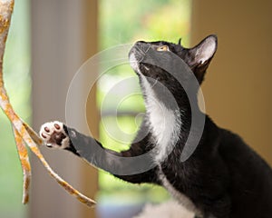 Black and white kitten playing