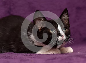 Black with white kitten on a purple