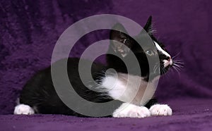 Black with white kitten on a purple