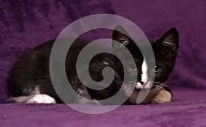 Black with white kitten on a purple