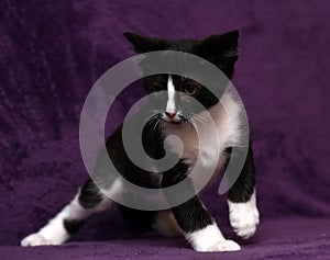 Black with white kitten on a purple