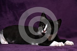 Black with white kitten on a purple