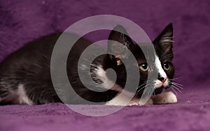 Black with white kitten on a purple
