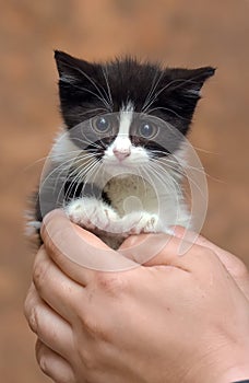Black and white kitten with a scared unhappy little face