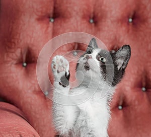 Black and white kitten sitting on a red armchair and raised his paw up