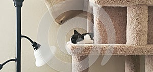 Black and White Kitten Sleep in Cat Tower