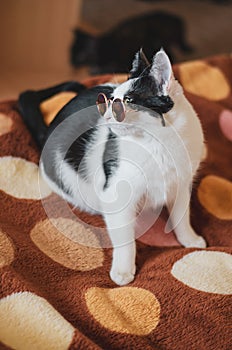 Black and white kitten with sunglasses sitting on the bed