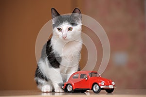 Black and white kitten and toy car