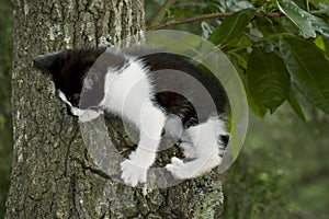 Black and white kitten in tree