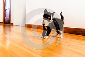 Black and white kitten walking down a corridor inside house