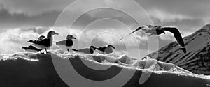 Black and white kittiwakes nesting on ice