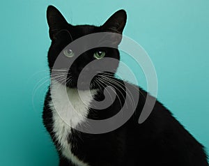 black and white kitty cat with green eyes close up portrait