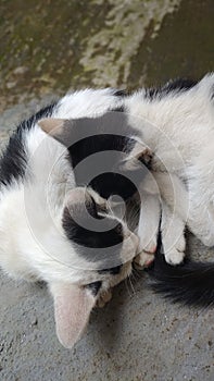 Black white kittys