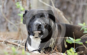 Black and white Lab Bulldog mixed breed dog