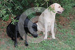 Black and White Labrador Dogs in garden on green grass