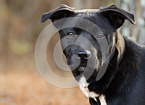 Black and white Labrador mixed breed