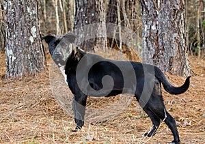 Black and white Labrador mixed breed photo