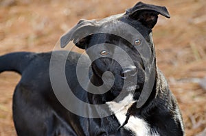 Black and white Labrador mixed breed photo
