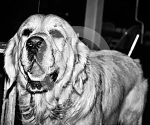 black and white labrador photography photo
