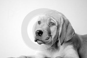 Black and white labrador puppy