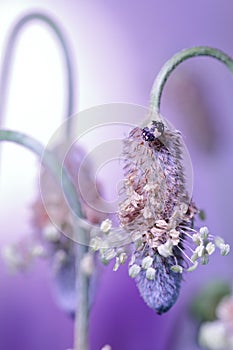 Black and white ladybug