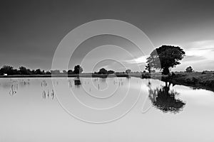 Black and white of lake around trees