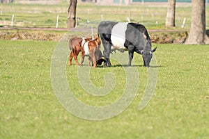 A black and white Lakenvelder cow with two brown calves, is grazing in a green Dutch meadow