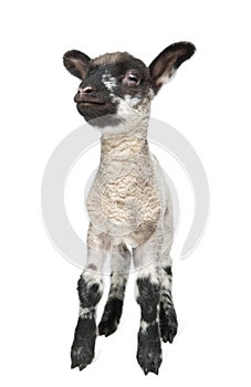 Black and white Lamb facing the camera (15 days ol