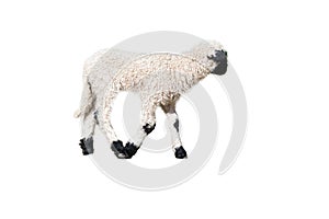black and white lamb isolated, exposed to edit. Farm animal from the farm. Baby