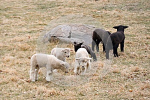 Black and White Lambs