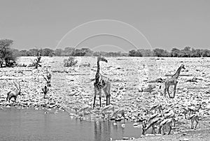 black and white landscape of a busy african waterhole in Namibia