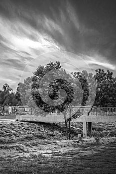 A black and white landscape with high contrast on a tree near a bridge